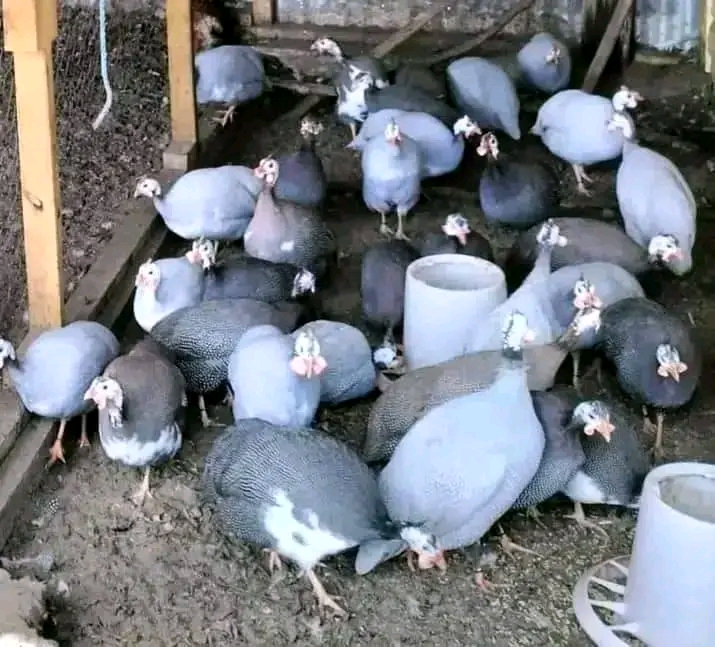 Assorted Live Foreign Guineafowl