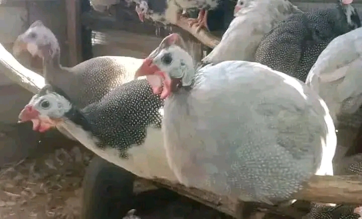 Assorted Live Foreign Guineafowl