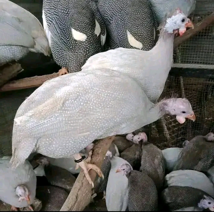 Assorted Live Foreign Guineafowl