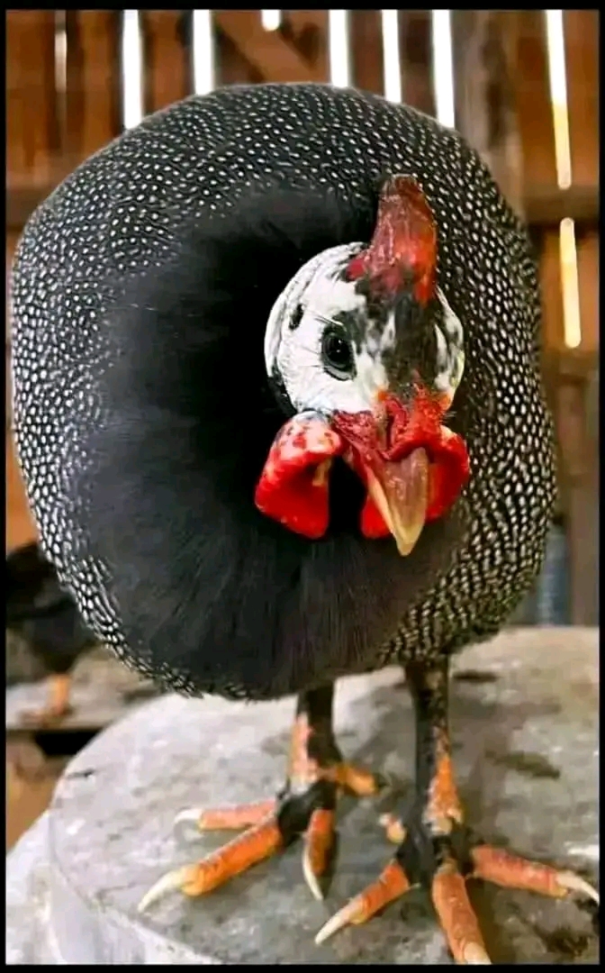 Healthy Live Foreign Guineafowl