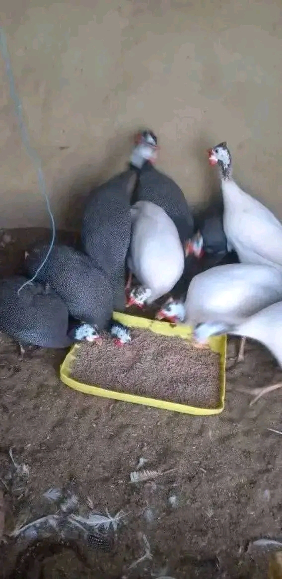 Healthy Live Foreign Guineafowl