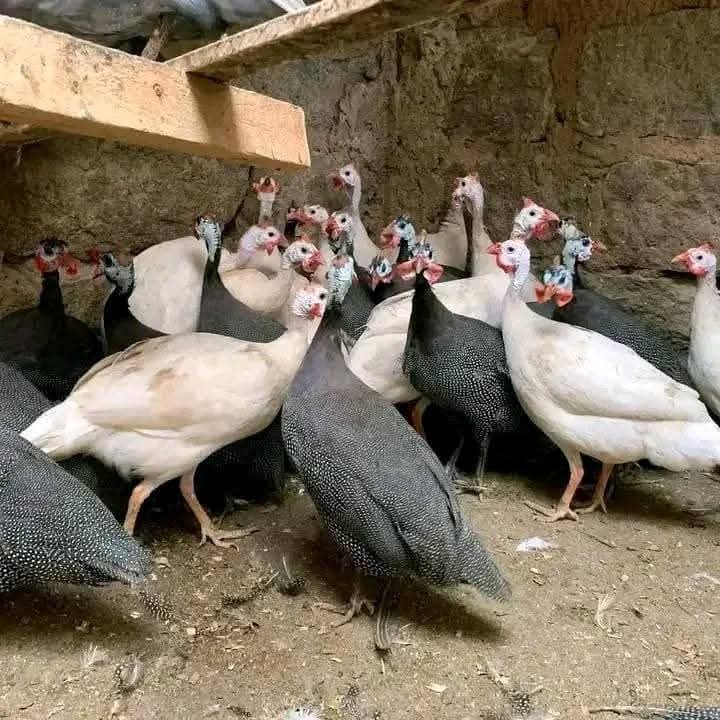 Healthy Live Foreign Guineafowl