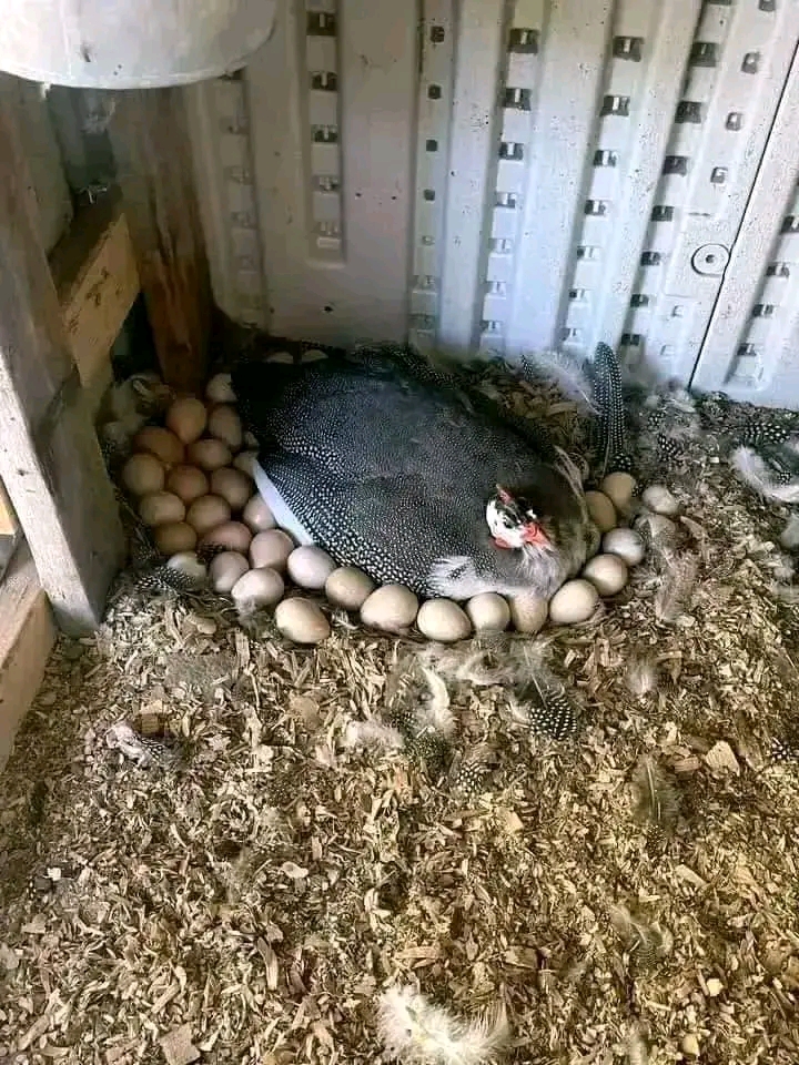 Healthy Live Foreign Guineafowl
